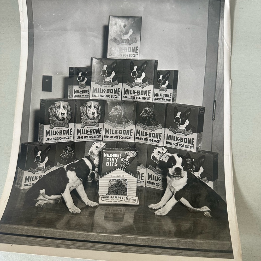 Vintage milk bone biscuits  advertising black and white photo French bull dog